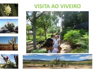 VISITA AO VIVEIRO 
 