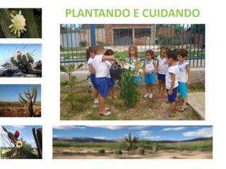 PLANTANDO E CUIDANDO 
 