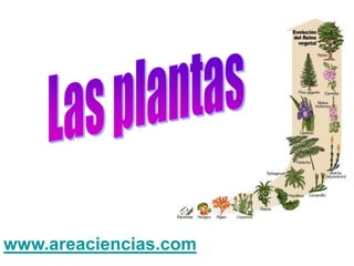 www.areaciencias.com 
 
