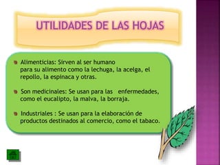 UTILIDADES DE LAS HOJAS
Alimenticias: Sirven al ser humano
para su alimento como la lechuga, la acelga, el
repollo, la espinaca y otras.
Son medicinales: Se usan para las enfermedades,
como el eucalipto, la malva, la borraja.
Industriales : Se usan para la elaboración de
productos destinados al comercio, como el tabaco.
 