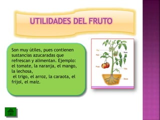 UTILIDADES DEL FRUTO
Son muy útiles, pues contienen
sustancias azucaradas que
refrescan y alimentan. Ejemplo:
el tomate, la naranja, el mango,
la lechosa,
el trigo, el arroz, la caraota, el
fríjol, el maíz.
 