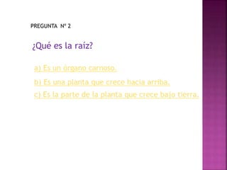 PREGUNTA Nº 2
¿Qué es la raíz?
a) Es un órgano carnoso.
b) Es una planta que crece hacia arriba.
c) Es la parte de la planta que crece bajo tierra.
 