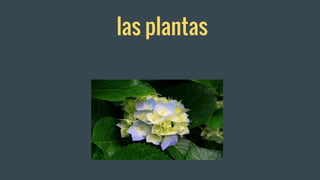 las plantas
 