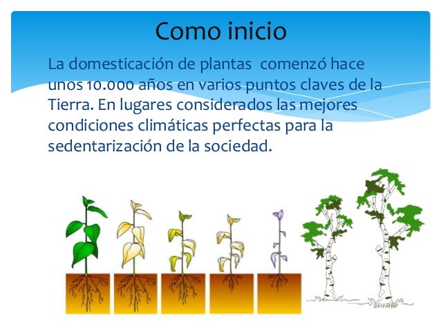 Domesticacion De Las Plantas Y Origen De La Agricultura