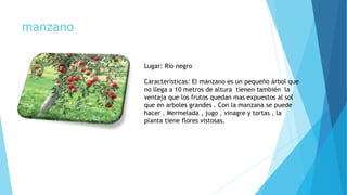manzano
Lugar: Rio negro
Características: El manzano es un pequeño árbol que
no llega a 10 metros de altura tienen también la
ventaja que los frutos quedan mas expuestos al sol
que en arboles grandes . Con la manzana se puede
hacer . Mermelada , jugo , vinagre y tortas , la
planta tiene flores vistosas.
 