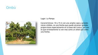 Ombú
Lugar: La Pampa
Características: 10 a 15 m con una amplia capa y grandes
raíces visibles, es una hierba que puede alcanzar grandes
proporciones especialmente en la base del tronco, por eso
es que erróneamente lo ven mas como un árbol que como
una hierba.
 