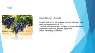 vid
Lugar: San Juan y Mendoza
Características: La vid produce las uvas utilizadas para
consumo y para producir vino.
Tiene el tronco retorcido, vástagos nudosos y flexibles,
hojas aterciopeladas, grandes y partidas .
Flores verdosas y en racimos.
 
