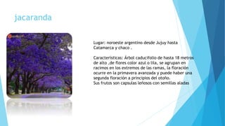 jacaranda
Lugar: noroeste argentino desde Jujuy hasta
Catamarca y chaco .
Características: Árbol caducifolio de hasta 18 metros
de alto ,de flores color azul o lila, se agrupan en
racimos en los extremos de las ramas, la floración
ocurre en la primavera avanzada y puede haber una
segunda floración a principios del otoño.
Sus frutos son capsulas leñosos con semillas aladas
 