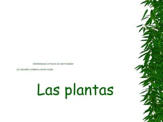 UNIVRSIDDAD CATOLICA DE SANTA MARIA
LIC. ROSARIO LOURDES LOAYZA YUCRA
Las plantas
 