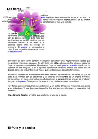 Las flores
Las plantas con flores o angiospermas producen flores una o más veces en su vida. La
mayoría lo hacen todos los años. Las flores son sus órganos reproductores. En su interior
poseen todos los órganos que necesita para fabricar el fruto y la semilla.
Las flores tienen dos partes: la corola y
el cáliz.
La corola es la parte más vistosa de la
flor y está formada por los pétalos, que
son de colores variados. Esto hace que
los insectos se sientan atraídos por los
llamativos colores de las flores y, al
posarse sobre ellas, su cuerpo se
impregne de polen, lo transporten a
otras flores y ayuden a que se produzca
la fecundación.
El cáliz es de color verde, contiene los órganos sexuales y unas hojitas también verdes que
los protegen, llamadas sépalos. En el interior del cáliz, además de los sépalos, están los
órganos reproductores de la flor. Uno de esos órganos es el gineceo o pistilo, con forma de
botellita, de las antiguas, y es el aparato reproductor femenino. Dentro del pistilo está el
ovario, donde se encuentran los óvulos, que son las células sexuales femeninas.
El aparato reproductor masculino de las flores también está en el cáliz de la flor de que se
trate. Está formado por los estambres y las anteras. Un estambre es un órgano muy fino,
como un hilo, en cuyo extremo hay un abultamiento: la antera. En las anteras se producen
los granos de polen. Estos granos de polen son las células sexuales masculinas.
Hay flores que son masculinas, con estambres y sin pistilo. Otras son femeninas, con pistilo
y sin estambres. Y hay flores que tienen los dos aparatos reproductores: el masculino y el
femenino.
El pedúnculo floral es un tallito que une la flor al tallo de la planta.
El fruto y la semilla
 