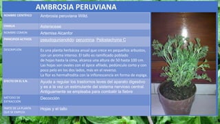 AMBROSIA PERUVIANA
NOMBRE CIENTÍFICO Ambrosia peruviana Willd.
FAMILIA Asteraceae
NOMBRE COMÚN Artemisa Alcanfor
PRINCIPIOS ACTIVOS pseudogunianolido: peruvinina. Psilostachyina C
DESCRIPCIÓN Es una planta herbácea anual que crece en pequeños arbustos,
con un aroma intenso. El tallo es ramificado poblado
de hojas hasta la cima, alcanza una altura de 50 hasta 100 cm.
Las hojas son ovales con el ápice afilado, pedúnculo corto y con
poco pelo en los dos lados, más en el reverso.
La flor es hermafrodita con la inflorescencia en forma de espiga.
EFECTO EN EL S.N. Ayuda a regular los trastornos leves del aparato digestivo
y es a la vez un estimulante del sistema nervioso central.
Antiguamente se empleaba para combatir la fiebre
MÉTODO DE
EXTRACCIÓN
Decocción
PARTE DE LA PLANTA
QUE SE EMPLEA
Hojas y el tallo
 