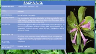 SACHA AJO.
NOMBRE CIENTÍFICO Dieffenbachia williamsii Croat
FAMILIA Araceae
NOMBRE COMÚN Ajo del monte. Sacha ajo
PRINCIPIOS ACTIVOS Los compuestos químicos detectados en diversos estudios son:
estigmasterol, alcaloides, saponinas, pigmentos flavonicos, allina,
allicina, dialil de sulfoxido, entre otros
DESCRIPCIÓN Pertenece al género Dracontium dentro de la familia Araceace. Su
distribución en el Perú está circunscrita a los departamentos de
Amazonas, Huánuco, Loreto, Madre de Dios y San Martín, desde
0-1000 m.s.n.m.
EFECTO EN EL S.N.
Se utiliza como un precursor en la fabricación de progesterona
Progesterona: Rol Neuroprotector en Sistema Nervioso Central
MÉTODO DE
EXTRACCIÓN
Decocción
PARTE DE LA PLANTA
QUE SE EMPLEA
corteza, hoja, raíz
 