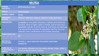 MUÑA
NOMBRE
CIENTÍFICO
Minthostachys mollis
FAMILIA Verbenaceae
NOMBRE COMÚN Muña.
PRINCIPIOS
ACTIVOS
Retinol rivoflavina, tiamina, niacina y acido ascórbico
DESCRIPCIÓN La muña es una planta arbustiva y leñosa de la serranía
peruana, tiene un ligero sabor a menta, que la hace muy
agradable cuando se sirve como té. Sus flores son blancas
y se encuentran reunidas en pequeños racimos. Es muy
utilizada como condimento en los andes peruanos.
EFECTO EN EL S.N.
SD
MÉTODO DE
EXTRACCIÓN
Infusión y para obtención de aceites esenciales
destilación
PARTE DE LA
PLANTA QUE SE
EMPLEA
Las partes utilizadas son las partes aéreas: hojas, tallos y
flores de Minthostachys setosa
 