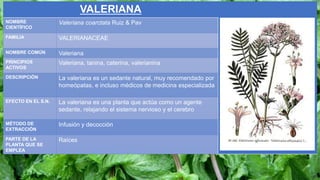 VALERIANA
NOMBRE
CIENTÍFICO
Valeriana coarctata Ruiz & Pav
FAMILIA VALERIANACEAE
NOMBRE COMÚN Valeriana
PRINCIPIOS
ACTIVOS
Valeriana, tanina, caterina, valerianina
DESCRIPCIÓN La valeriana es un sedante natural, muy recomendado por
homeópatas, e incluso médicos de medicina especializada
EFECTO EN EL S.N. La valeriana es una planta que actúa como un agente
sedante, relajando el sistema nervioso y el cerebro
MÉTODO DE
EXTRACCIÓN
Infusión y decocción
PARTE DE LA
PLANTA QUE SE
EMPLEA
Raíces
 