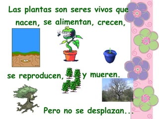 Las plantas son seres vivos que
nacen, se alimentan, crecen,
se reproducen, y mueren.
Pero no se desplazan...
 