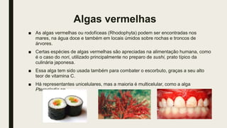 Algas vermelhas
■ As algas vermelhas ou rodofíceas (Rhodophyta) podem ser encontradas nos
mares, na água doce e também em locais úmidos sobre rochas e troncos de
árvores.
■ Certas espécies de algas vermelhas são apreciadas na alimentação humana, como
é o caso do nori, utilizado principalmente no preparo de sushi, prato típico da
culinária japonesa.
■ Essa alga tem sido usada também para combater o escorbuto, graças a seu alto
teor de vitamina C.
■ Há representantes unicelulares, mas a maioria é multicelular, como a alga
Pterocladia sp.
 