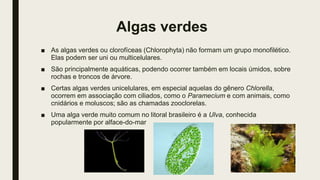 Algas verdes
■ As algas verdes ou clorofíceas (Chlorophyta) não formam um grupo monofilético.
Elas podem ser uni ou multicelulares.
■ São principalmente aquáticas, podendo ocorrer também em locais úmidos, sobre
rochas e troncos de árvore.
■ Certas algas verdes unicelulares, em especial aquelas do gênero Chlorella,
ocorrem em associação com ciliados, como o Paramecium e com animais, como
cnidários e moluscos; são as chamadas zooclorelas.
■ Uma alga verde muito comum no litoral brasileiro é a Ulva, conhecida
popularmente por alface-do-mar
 