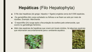 Hepáticas (Filo Hepatophyta)
■ O filo das hepáticas (do grego: hépatos = fígado) engloba cerca de 6 000 espécies.
■ Os gametófitos têm corpo achatado ou folhoso e se fixam ao solo por meio de
rizoides. Exemplo: Marchantia
■ O esporófito (2n) surge após a fecundação da oosfera pelo anterozoide, que
ocorre no gametângio feminino.
■ Além das espécies de hepáticas que vivem em locais úmidos, há algumas espécies
que retornaram secundariamente para o ambiente aquático.
 