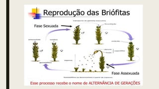 ciclo de vida dos musgos
 