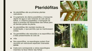 Pteridófitas
■ As pteridófitas são as primeiras plantas
vasculares.
■ O surgimento de xilema possibilitou o transporte
rápido de água e sais minerais do solo até as
folhas, e o floema possibilitou o transporte de
água e produtos da fotossíntese das folhas para
as demais partes da planta.
■ As pteridófitas têm também tecidos de
sustentação, o que permitiu que se mantivessem
eretas.
■ Os gametófitos são reduzidos e os esporófitos são
a fase predominante do ciclo de
■ vida.
■ Nos esporófitos, os esporângios podem ficar
reunidos em estruturas especiais chamadas
soros.
■ Cada soro corresponde a vários esporângios
inseridos na face inferior das folhas
 