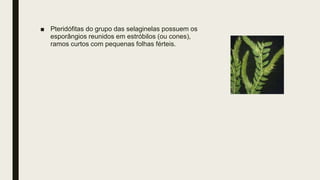 ■ Pteridófitas do grupo das selaginelas possuem os
esporângios reunidos em estróbilos (ou cones),
ramos curtos com pequenas folhas férteis.
 