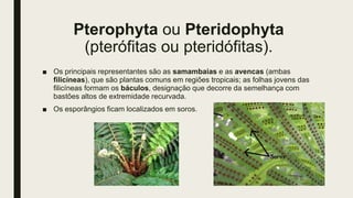 Pterophyta ou Pteridophyta
(pterófitas ou pteridófitas).
■ Os principais representantes são as samambaias e as avencas (ambas
filicíneas), que são plantas comuns em regiões tropicais; as folhas jovens das
filicíneas formam os báculos, designação que decorre da semelhança com
bastões altos de extremidade recurvada.
■ Os esporângios ficam localizados em soros.
 