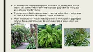 ■ As samambaias arborescentes podem apresentar, na base de seus troncos
eretos, uma trama de raízes adventícias (raízes que partem do caule), que
pode alcançar grande volume.
■ Essa trama é conhecida popularmente por xaxim, muito utilizado antigamente
na fabricação de vasos para algumas plantas ornamentais.
■ O uso irracional desse recurso natural provocou a diminuição das populações
naturais de espécies formadoras de xaxim e, por isso, o uso do xaxim está
proibido.
 
