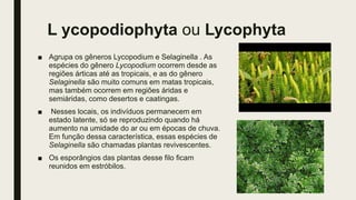 L ycopodiophyta ou Lycophyta
■ Agrupa os gêneros Lycopodium e Selaginella . As
espécies do gênero Lycopodium ocorrem desde as
regiões árticas até as tropicais, e as do gênero
Selaginella são muito comuns em matas tropicais,
mas também ocorrem em regiões áridas e
semiáridas, como desertos e caatingas.
■ Nesses locais, os indivíduos permanecem em
estado latente, só se reproduzindo quando há
aumento na umidade do ar ou em épocas de chuva.
Em função dessa característica, essas espécies de
Selaginella são chamadas plantas revivescentes.
■ Os esporângios das plantas desse filo ficam
reunidos em estróbilos.
 