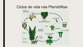 Ciclos de vida nas Pteridófitas
 