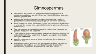 Gimnospermas
■ Na evolução das plantas, as gimnospermas foram as primeiras a
apresentar adaptações que permitiram sua independência da água para
a reprodução sexuada.
■ Nesse grupo surgiram os grãos de pólen, estruturas que contêm o
gametófito masculino imaturo protegido por um envoltório resistente.
■ Assim protegidos, esses gametófitos podem ser transportados pelo vento
e, ao entrar em contato com o gametófito feminino, germinam, formando
o tubo polínico.
■ Este corresponde ao gametófito masculino maduro, que transporta os
gametas masculinos até a oosfera.
■ Outra condição que trouxe vantagens à expansão das gimnospermas no
ambiente terrestre foi o surgimento do óvulo, que, após a fecundação,
dá origem à semente.
■ Nas gimnospermas, a semente é nua, ou seja, não fica protegida no
interior do fruto.
■ A semente contém o embrião e, ao ser liberada da planta, participa do
processo de dispersão da espécie. Na germinação da semente, o
embrião inicia o processo de formação de uma nova planta.
 