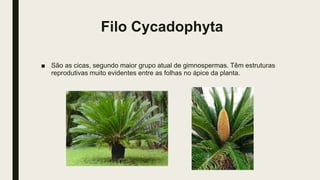 Filo Cycadophyta
■ São as cicas, segundo maior grupo atual de gimnospermas. Têm estruturas
reprodutivas muito evidentes entre as folhas no ápice da planta.
 