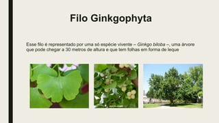 Filo Ginkgophyta
Esse filo é representado por uma só espécie vivente – Ginkgo biloba –, uma árvore
que pode chegar a 30 metros de altura e que tem folhas em forma de leque
 