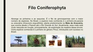 Filo Coniferophyta
Abrange os pinheiros e as sequoias. É o filo de gimnospermas com o maior
número de espécies. No Brasil, a espécie mais conhecida é o pinheiro-do-paraná
ou araucária (Araucaria angustifolia), planta predominante na Mata de Araucária,
que ocorria desde o Paraná até o Rio Grande do Sul. Atualmente, essa mata está
muito reduzida em função, principalmente, da exploração da madeira dessa árvore.
Outra espécie conhecida é o pinheiro do gênero Pinus, introduzido com sucesso no
Brasil.
 