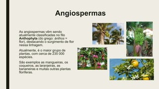 Angiospermas
As angiospermas vêm sendo
atualmente classificadas no filo
Anthophyta (do grego: ánthos =
flor), destacando o surgimento de flor
nessa linhagem.
Atualmente, é o maior grupo de
plantas, com cerca de 235 000
espécies.
São exemplos as mangueiras, os
coqueiros, as laranjeiras, as
bananeiras e muitas outras plantas
floríferas.
 
