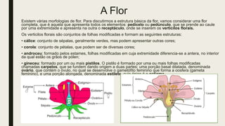 A Flor
Existem várias morfologias de flor. Para discutirmos a estrutura básica da flor, vamos considerar uma flor
completa, que é aquela que apresenta todos os elementos: pedicelo ou pedúnculo, que se prende ao caule
por uma extremidade e apresenta na outra o receptáculo, onde se inserem os verticilos florais.
Os verticilos florais são conjuntos de folhas modificadas e formam as seguintes estruturas:
• cálice: conjunto de sépalas, geralmente verdes, mas podem apresentar outras cores;
• corola: conjunto de pétalas, que podem ser de diversas cores;
• androceu: formado pelos estames, folhas modificadas em cuja extremidade diferencia-se a antera, no interior
da qual estão os grãos de pólen;
• gineceu: formado por um ou mais pistilos. O pistilo é formado por uma ou mais folhas modificadas
chamadas carpelos, que se fundem dando origem a duas partes: uma porção basal dilatada, denominada
ovário, que contém o óvulo, no qual se desenvolve o gametófito feminino que forma a oosfera (gameta
feminino), e uma porção alongada, denominada estilete, cujo ápice é o estigma.
 