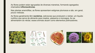 As flores podem estar agrupadas de diversas maneiras, formando agregados
chamados inflorescências.
Nas plantas anemófilas, as flores apresentam estigmas plumosos e são, em geral,
pouco vistosas.
As flores geralmente têm nectários, estruturas que produzem o néctar, um líquido
nutritivo que serve de alimento para insetos, pássaros e morcegos. Ao se
alimentarem do néctar, esses animais atuam como elementos polinizadores.
 