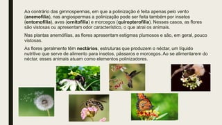 Ao contrário das gimnospermas, em que a polinização é feita apenas pelo vento
(anemofilia), nas angiospermas a polinização pode ser feita também por insetos
(entomofilia), aves (ornitofilia) e morcegos (quiropterofilia). Nesses casos, as flores
são vistosas ou apresentam odor característico, o que atrai os animais.
Nas plantas anemófilas, as flores apresentam estigmas plumosos e são, em geral, pouco
vistosas.
As flores geralmente têm nectários, estruturas que produzem o néctar, um líquido
nutritivo que serve de alimento para insetos, pássaros e morcegos. Ao se alimentarem do
néctar, esses animais atuam como elementos polinizadores.
 