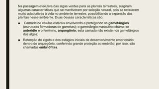 Na passagem evolutiva das algas verdes para as plantas terrestres, surgiram
algumas características que se mantiveram por seleção natural, pois se revelaram
muito adaptativas à vida no ambiente terrestre, possibilitando a expansão das
plantas nesse ambiente. Duas dessas características são:
■ Camada de células estéreis envolvendo e protegendo os gametângios
(estruturas formadoras de gametas); o gametângio masculino chama-se
anterídio e o feminino, arquegônio; esta camada não existe nos gametângios
das algas;
■ Retenção do zigoto e dos estágios iniciais de desenvolvimento embrionário
dentro do arquegônio, conferindo grande proteção ao embrião; por isso, são
chamadas embriófitas.
 