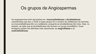 Os grupos de Angiospermas
As angiospermas eram agrupadas em: monocotiledôneas e dicotiledôneas.
característica que deu o nome a esses grupos foi o número de cotilédones na semente:
as monocotiledôneas têm um cotilédone, enquanto as dicotiledôneas têm dois. Hoje, no
entanto, se sabe que as dicotiledôneas não formam um grupo monofilético. Duas
linhagens podem ser definidas mais claramente: as magnoliídeas e as
eudicotiledôneas.
 
