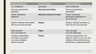 Monocotiledôneas Características Eudicotiledôneas
Um Cotilédone Sementes Dois cotilédones
Nervuras geralmente
paralelas.
Nervuras das folhas Nervuras geralmente
reticuladas.
Feixes vasculares
dispersos.
Estrutura interna do caule Feixes vasculares
geralmente dispostos em
forma de anel.
Sistema radicular fasciculado:
não há uma raiz principal.
Raízes Sistema radicular pivotante ou
axial: há uma raiz principal.
Grão de pólen
com uma abertura.
Pólen Grão de pólen
com três aberturas.
Verticilos organizados
com base no número
3 ou seus múltiplos
(flores trímeras).
Flores Verticilos organizados com
base no número 4 ou 5 ou seus
múltiplos (flores tetrâmeras ou
pentâmeras, respectivamente).
 