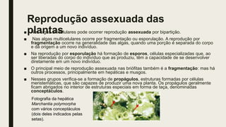 Reprodução assexuada das
plantas■ Nas algas unicelulares pode ocorrer reprodução assexuada por bipartição.
■ Nas algas multicelulares ocorre por fragmentação ou esporulação. A reprodução por
fragmentação ocorre na generalidade das algas, quando uma porção é separada do corpo
e dá origem a um novo indivíduo.
■ Na reprodução por esporulação há formação de esporos, células especializadas que, ao
ser liberadas do corpo do indivíduo que as produziu, têm a capacidade de se desenvolver
diretamente em um novo indivíduo.
■ O principal meio de reprodução assexuada nas briófitas também é a fragmentação: mas há
outros processos, principalmente em hepáticas e musgos.
■ Nesses grupos verifica-se a formação de propágulos, estruturas formadas por células
meristemáticas, que são capazes de produzir uma nova planta. Os propágulos geralmente
ficam abrigados no interior de estruturas especiais em forma de taça, denominadas
conceptáculos.
Fotografia da hepática
Marchantia polymorpha
com vários conceptáculos
(dois deles indicados pelas
setas).
 