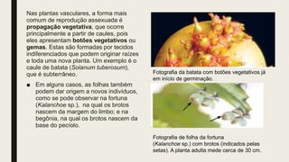 Nas plantas vasculares, a forma mais
comum de reprodução assexuada é
propagação vegetativa, que ocorre
principalmente a partir de caules, pois
eles apresentam botões vegetativos ou
gemas. Estas são formadas por tecidos
indiferenciados que podem originar raízes
e toda uma nova planta. Um exemplo é o
caule de batata (Solanum tuberosum),
que é subterrâneo.
■ Em alguns casos, as folhas também
podem dar origem a novos indivíduos,
como se pode observar na fortuna
(Kalanchoe sp.), na qual os brotos
nascem da margem do limbo; e na
begônia, na qual os brotos nascem da
base do pecíolo.
Fotografia da batata com botões vegetativos já
em início de germinação.
Fotografia de folha da fortuna
(Kalanchoe sp.) com brotos (indicados pelas
setas). A planta adulta mede cerca de 30 cm.
 