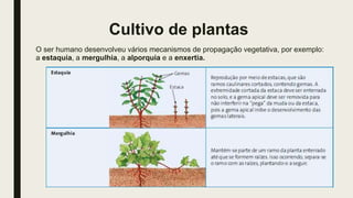 Cultivo de plantas
O ser humano desenvolveu vários mecanismos de propagação vegetativa, por exemplo:
a estaquia, a mergulhia, a alporquia e a enxertia.
 