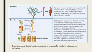 Quadro comparando diferentes mecanismos de propagação vegetativa utilizados em
agricultura.
 