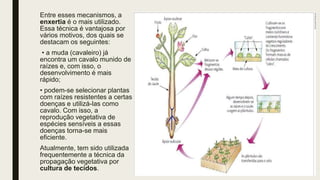 Entre esses mecanismos, a
enxertia é o mais utilizado.
Essa técnica é vantajosa por
vários motivos, dos quais se
destacam os seguintes:
• a muda (cavaleiro) já
encontra um cavalo munido de
raízes e, com isso, o
desenvolvimento é mais
rápido;
• podem-se selecionar plantas
com raízes resistentes a certas
doenças e utilizá-las como
cavalo. Com isso, a
reprodução vegetativa de
espécies sensíveis a essas
doenças torna-se mais
eficiente.
Atualmente, tem sido utilizada
frequentemente a técnica da
propagação vegetativa por
cultura de tecidos.
 