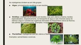 As criptógamas dividem-se em três grupos:
■ Algas: principalmente aquáticas e sem tecidos;
■ Briófitas: criptógamas terrestres com tecidos, mas sem xilema e floema, tecidos
especializados, respectivamente, no transporte de água e sais minerais (seiva do
xilema) e água e substâncias orgânicas derivadas da fotossíntese (seiva do floema);
são plantas de pequeno porte. Exemplos: musgos e hepáticas;
■ Pteridófitas: criptógamas que têm xilema e floema.
Exemplos: samambaias e avencas.
 