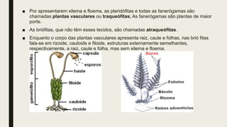 ■ Por apresentarem xilema e floema, as pteridófitas e todas as fanerógamas são
chamadas plantas vasculares ou traqueófitas; As fanerógamas são plantas de maior
porte.
■ As briófitas, que não têm esses tecidos, são chamadas atraqueófitas.
■ Enquanto o corpo das plantas vasculares apresenta raiz, caule e folhas, nas brió fitas
fala-se em rizoide, cauloide e filoide, estruturas externamente semelhantes,
respectivamente, a raiz, caule e folha, mas sem xilema e floema.
 