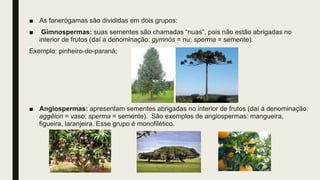 ■ As fanerógamas são divididas em dois grupos:
■ Gimnospermas: suas sementes são chamadas “nuas”, pois não estão abrigadas no
interior de frutos (daí a denominação: gymnós = nu; sperma = semente).
Exemplo: pinheiro-do-paraná;
■ Angiospermas: apresentam sementes abrigadas no interior de frutos (daí a denominação:
aggêion = vaso; sperma = semente). São exemplos de angiospermas: mangueira,
figueira, laranjeira. Esse grupo é monofilético.
 