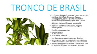 TRONCO DE BRASIL
• El Tronco de Brasil, también conocido por su
nombre científico Dracaena fragans
Massageana, es una planta de interior
vertical muy interesante y fácil de cuidar.
• Nombre común: Drácena marginata
• Nombre científico: Dracaena fragans
Massageana
• Familia: Asparagaceae
• Origen: Brasil
• Ubicación: Interior
• Luz: Luminoso, pero nunca sol directo
• Riego: Poco, sólo cuando la tierra esté seca
• Abono: Para plantas verdes 2 vez al mes con
el agua de riego en primavera y verano
 