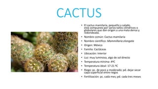 CACTUS
• El cactus mamilaria, pequeño y salado,
está compuesto por varios tallos cilíndricos o
globulares que dan origen a una mata densa y
redondeada.
• Nombre común: Cactus mamilaria
• Nombre científico: Mammillaria elongata
• Origen: México
• Familia: Cactáceas
• Ubicación: Interior
• Luz: muy luminoso, algo de sol directo
• Temperatura mínima: 4ºC
• Temperatura ideal: 17-21 ºC
• Riego: pc. de poco a moderado; pd. dejar secar
capa superficial entre riegos
• Fertilización: pc. cada mes; pd. cada tres meses
 